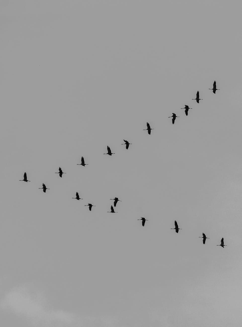 Swarm Intelligence & Team&nbsp;Adaption